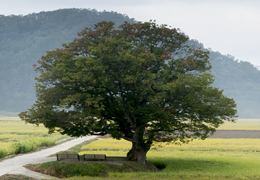 도목-느티나무
