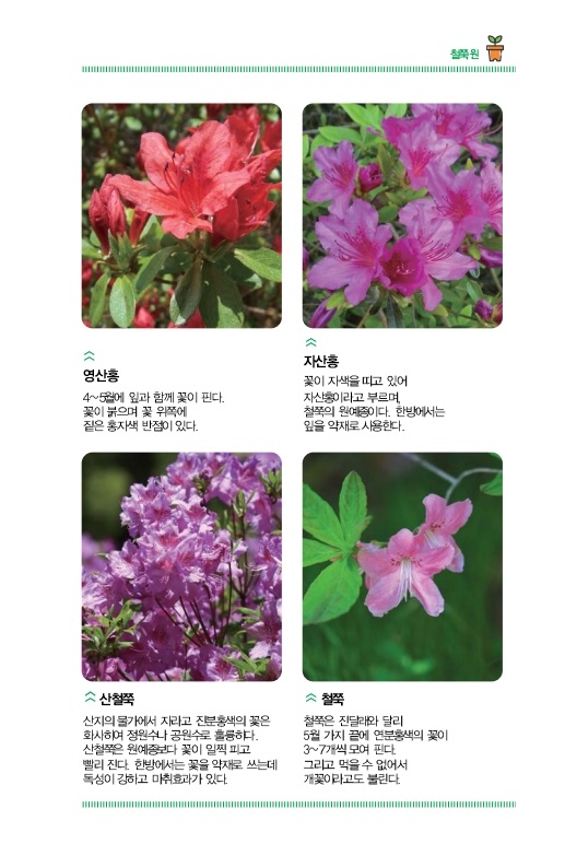 철쭉원