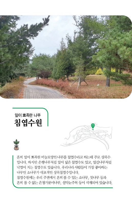 침엽수원