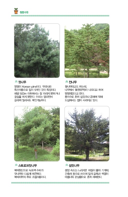 침엽수원