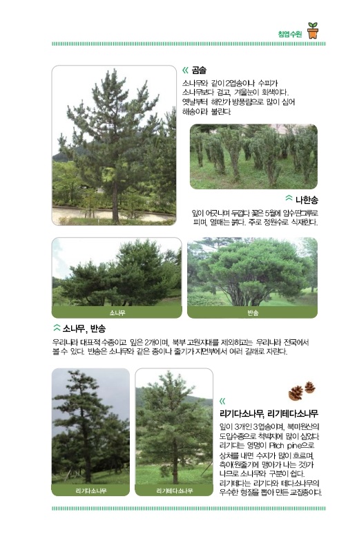 침엽수원