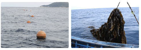 왼쪽사진-복합양식 어장, 오른쪽사진-미역재취중인 모습