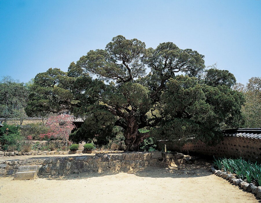 양동의 향나무_1