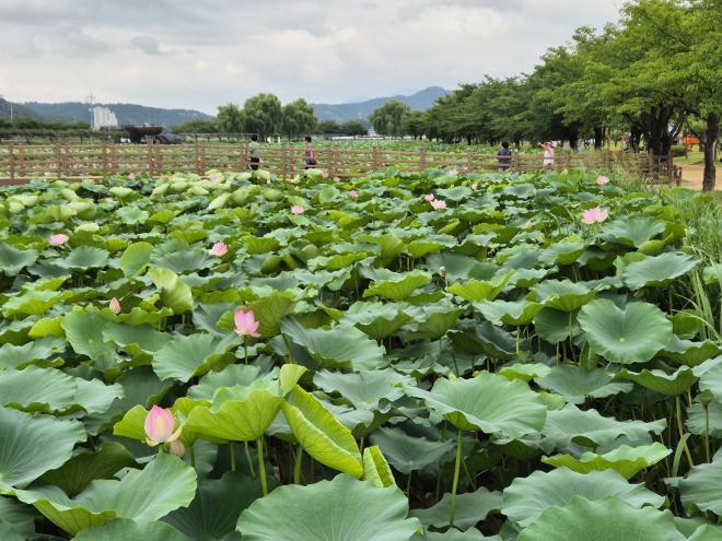 2._나무와중학교(마을주민과_함께하는_숲_속_음악회).jpg